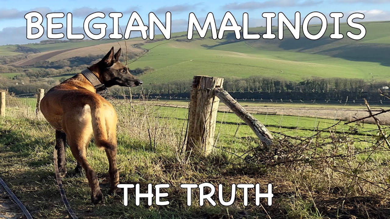 Belgian Malinois - The Truth - Part 1 - Costs.