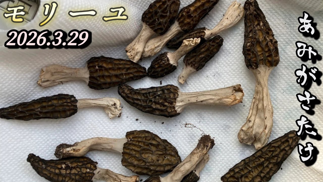 2026.3.29編笠茸が取れた&hellip;と連絡が入り&hellip;火が着いた日(笑)