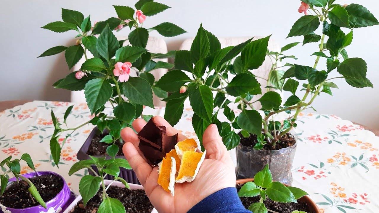 Cam güzeli Çiçeği ✅ Bu Kürden Sonra Çıldırdı ✅Çiçek Bakımı✅