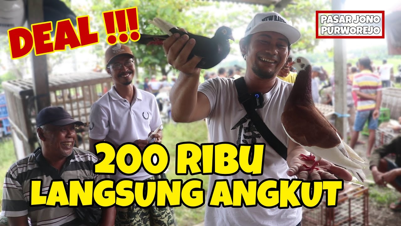 BELI BURUNG DI PASAR JONO SEKALIAN PERSIAPAN MERPATI BAWA THR