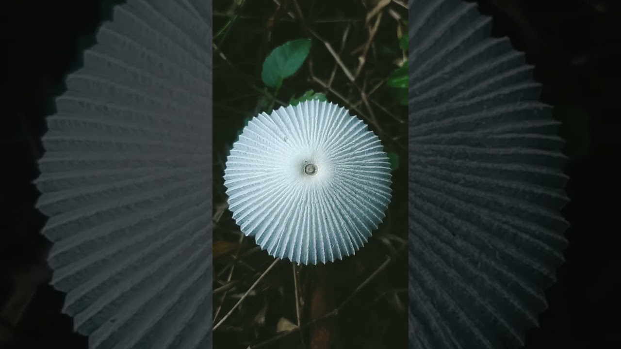 Umbrella Mushroom#viral #trending