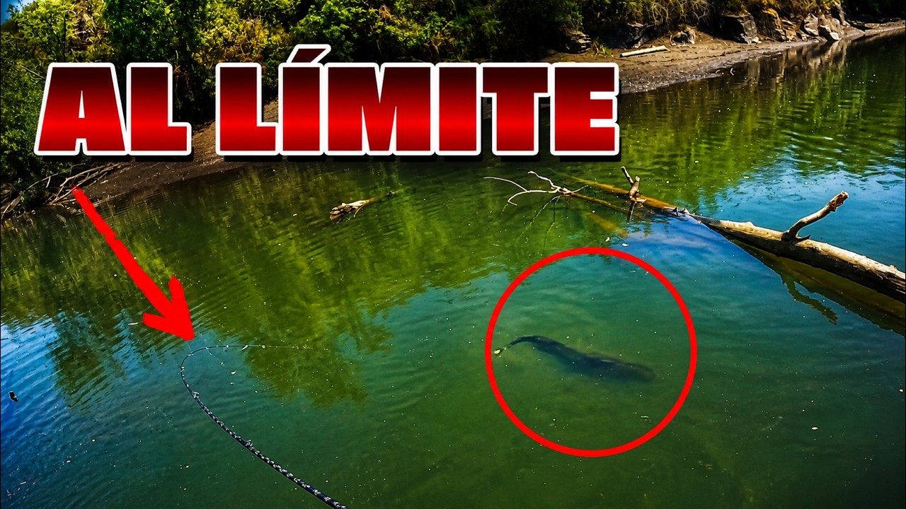 Esta gran trucha puso mi equipo de pesca al limite!!!
