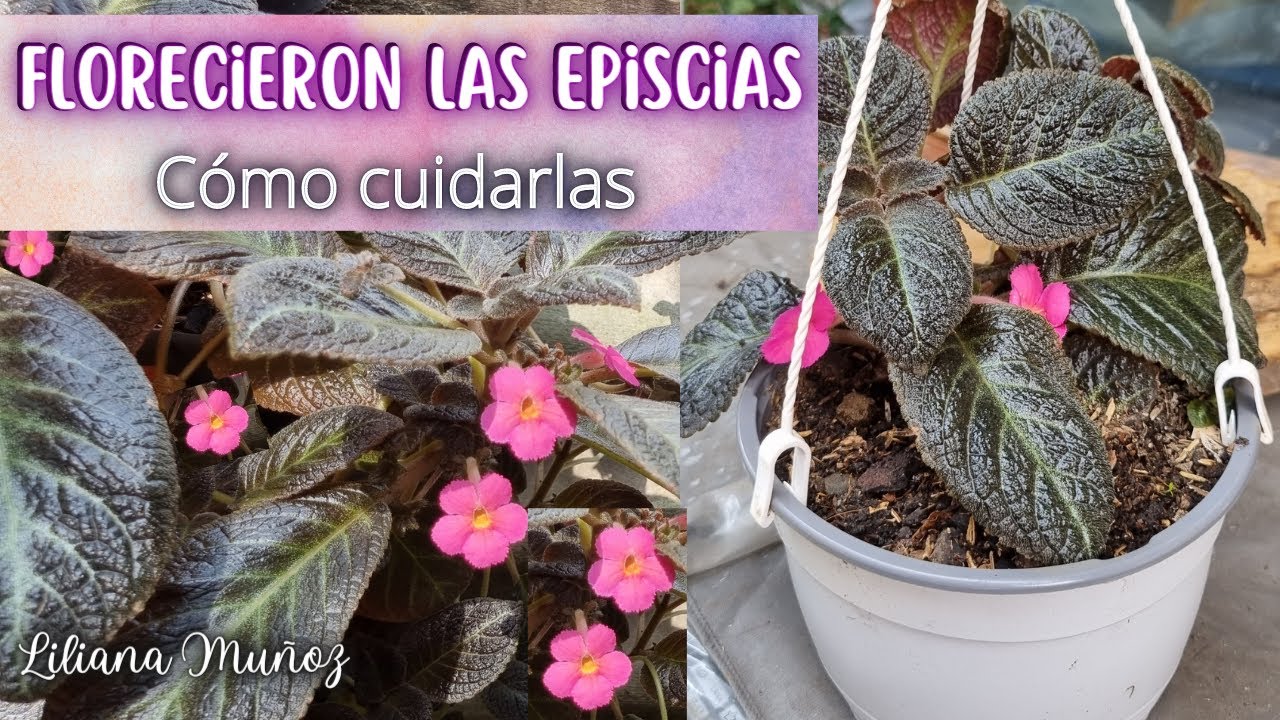 FLORECIERON LAS EPISCIAS CÓMO CUIDARLAS/Liliana Muñoz
