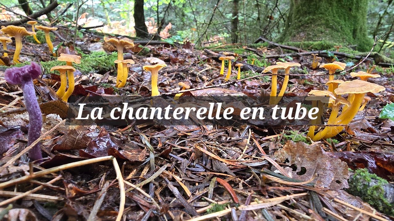 La chanterelle en tube