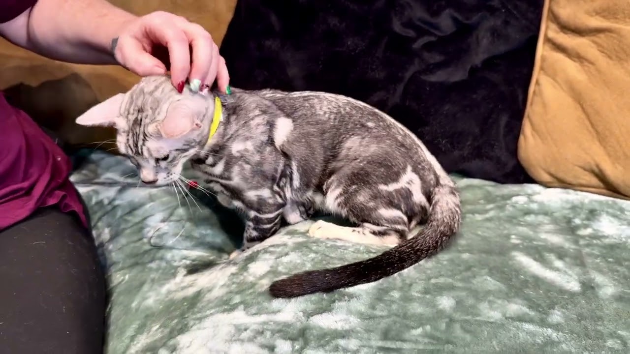 Marble Silver boy: Zorro (Silver Bell 6/22/25)