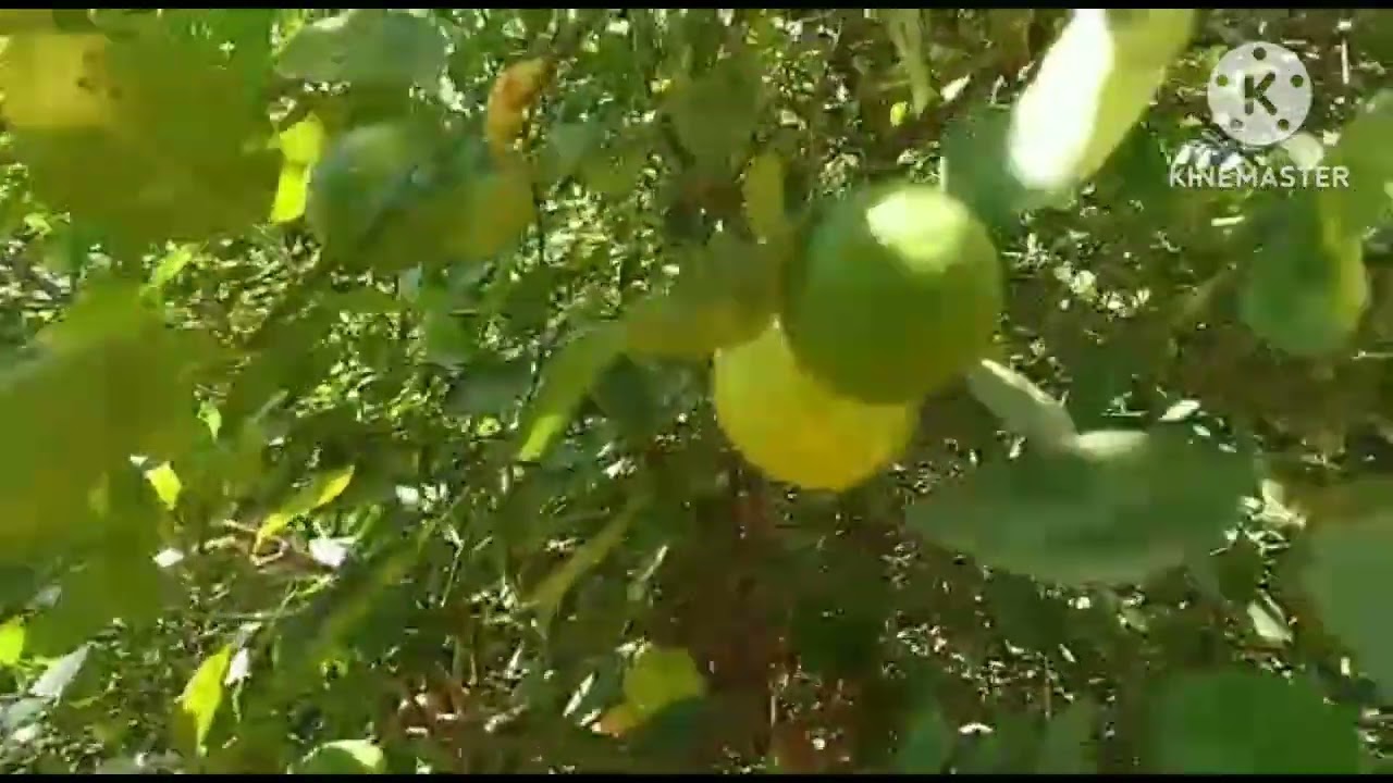 எலுமிச்சை நீர் பாசனம்