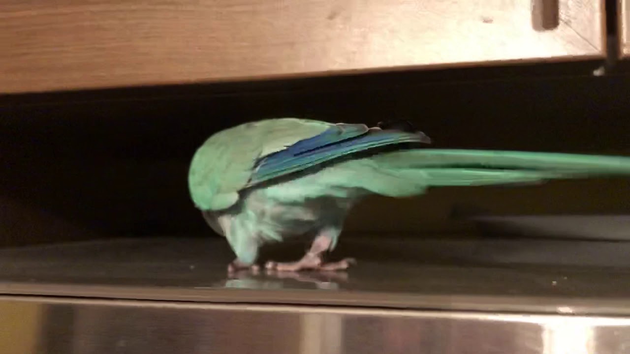 Peanut, mon quaker, qui parle