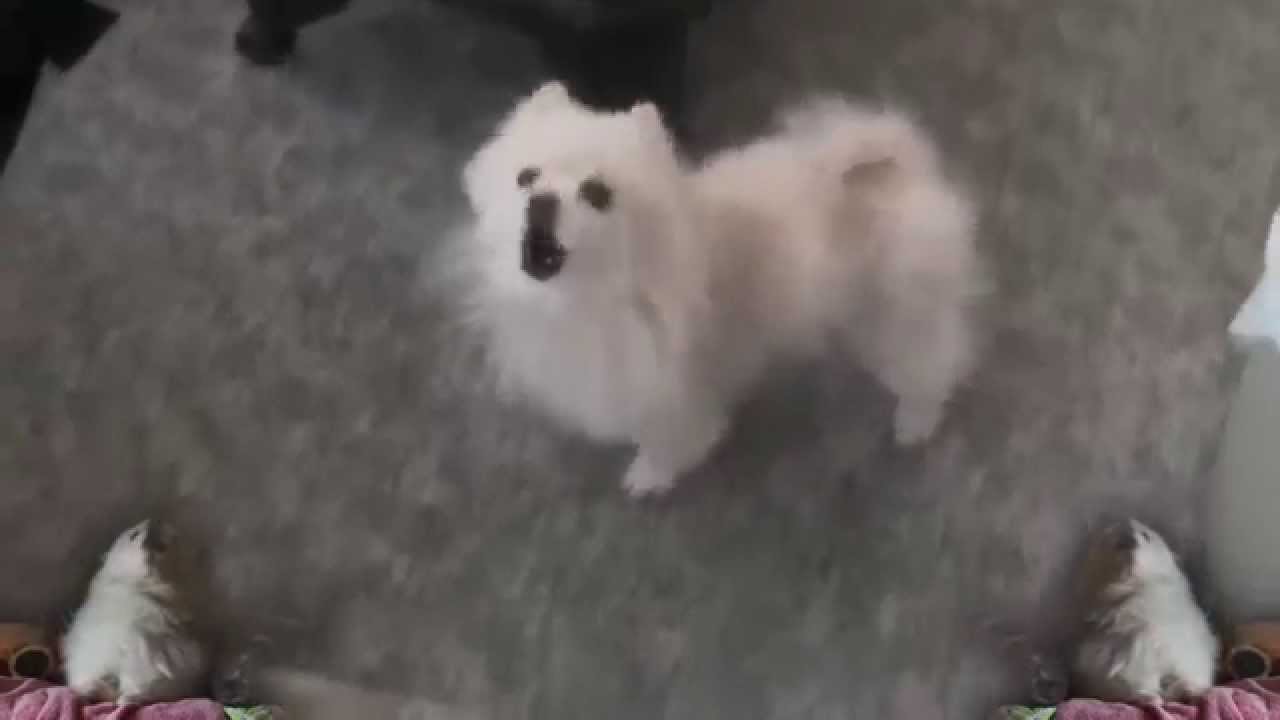 Owen was a dog