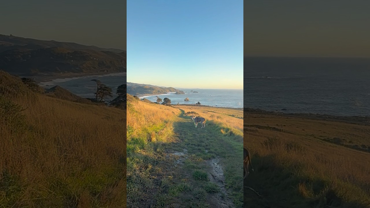 Moose taking in the Pacific Ocean 
