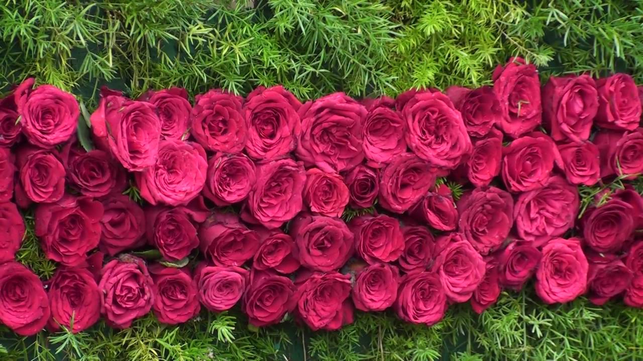 Independance day special Lalbagh flower show 2016