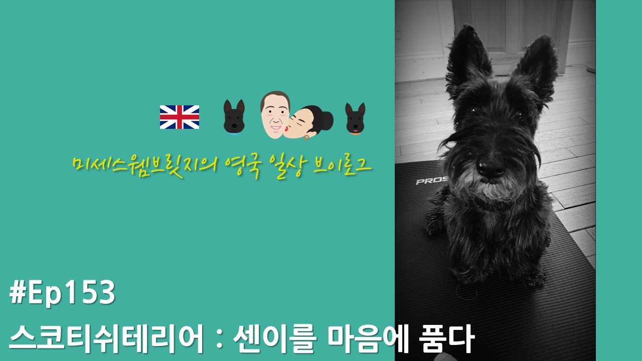 영국일상Vlog✱Ep153/스코티쉬테리어 - 우리의 센이를 기리며