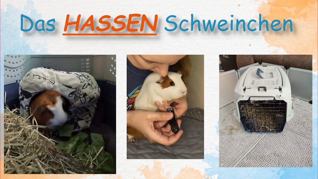 6 Dinge, die Meerschweinchen HASSEN 😡