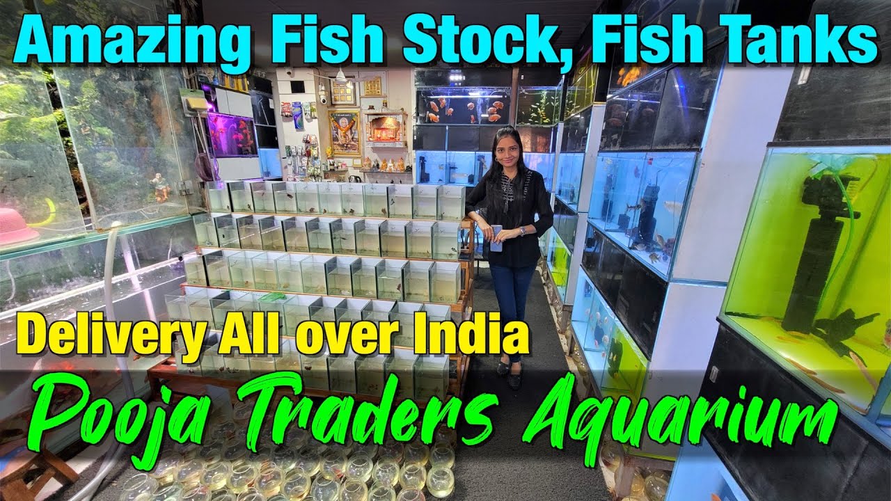 Amazing Fish Stock at Pooja Traders I Delivery available All Over India