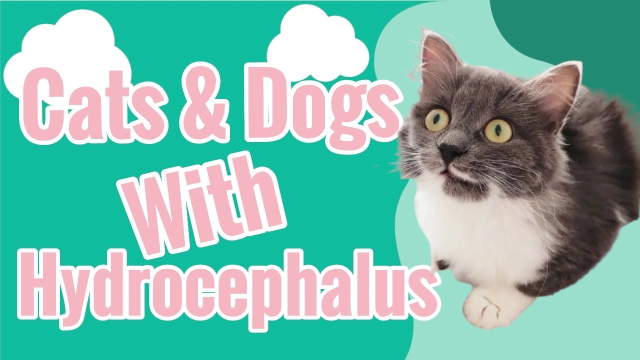 Pets Animals with Hydrocephalus (What is hydrocephalus?)