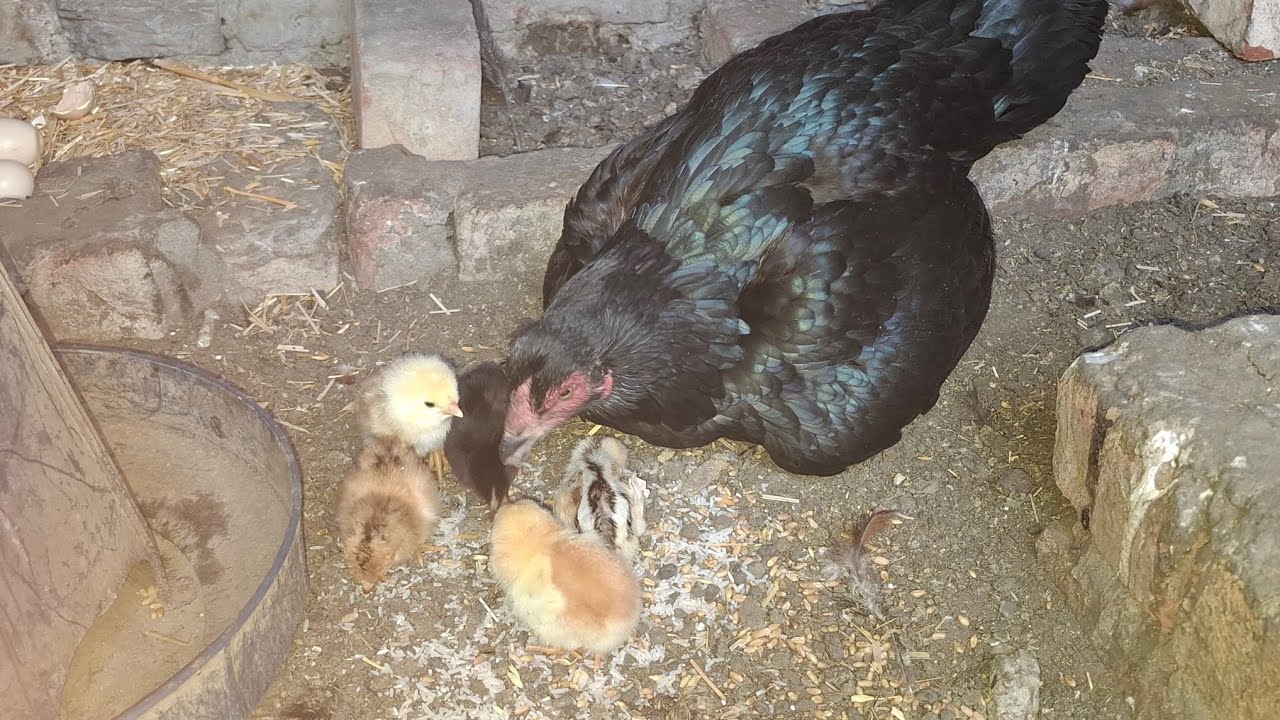 Hamari murgi ne chicks deye 