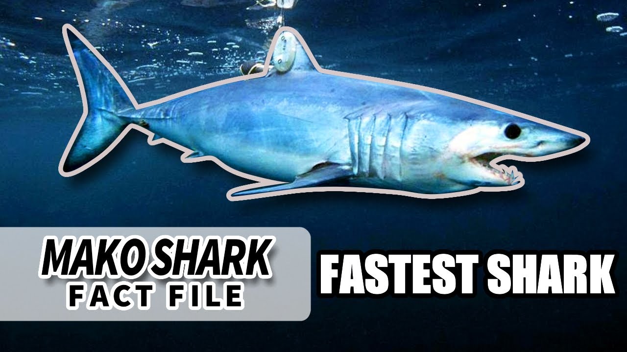 Факты об акуле-мако: самая быстрая акула 🦈 | Факты о животных