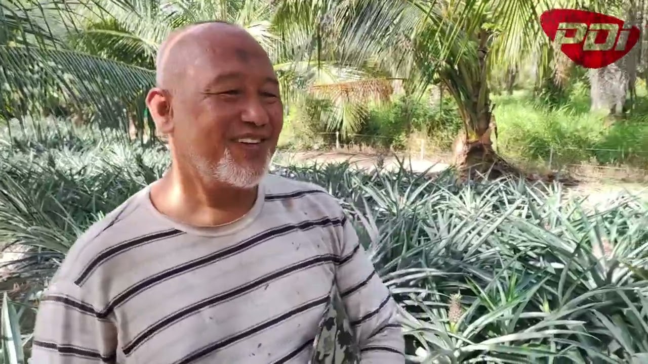 Tanaman Nenas MD2 ,Pelbagai | Hasil Penggunaan | Dolomite PDI