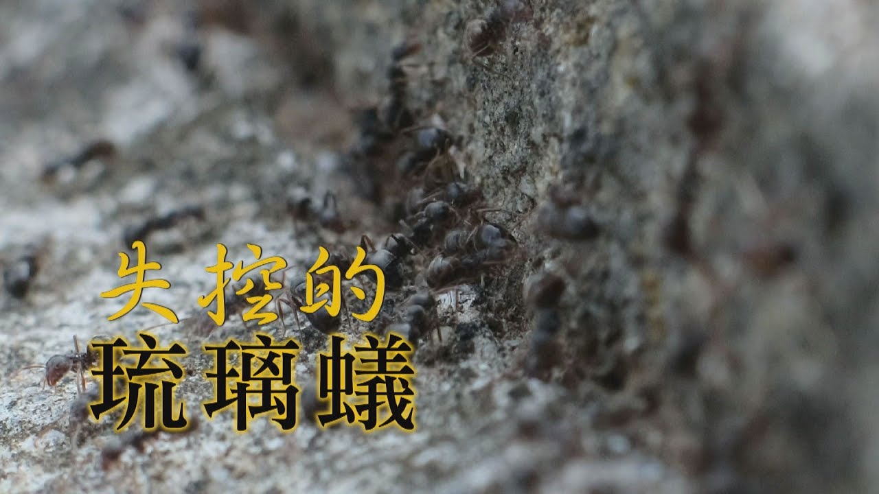 【蟻害防治】失控的琉璃蟻｜疣胸琉璃蟻突然迅速擴張族群(我們的島 第1033集 2019-12-09)