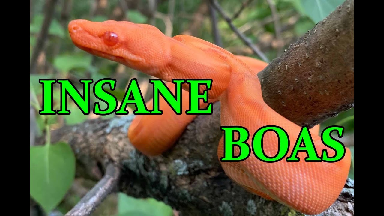INSANE BOA CONSTRICTORS