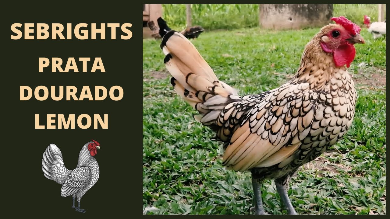 Galinha Sebright: características e cores | Coração Campeiro