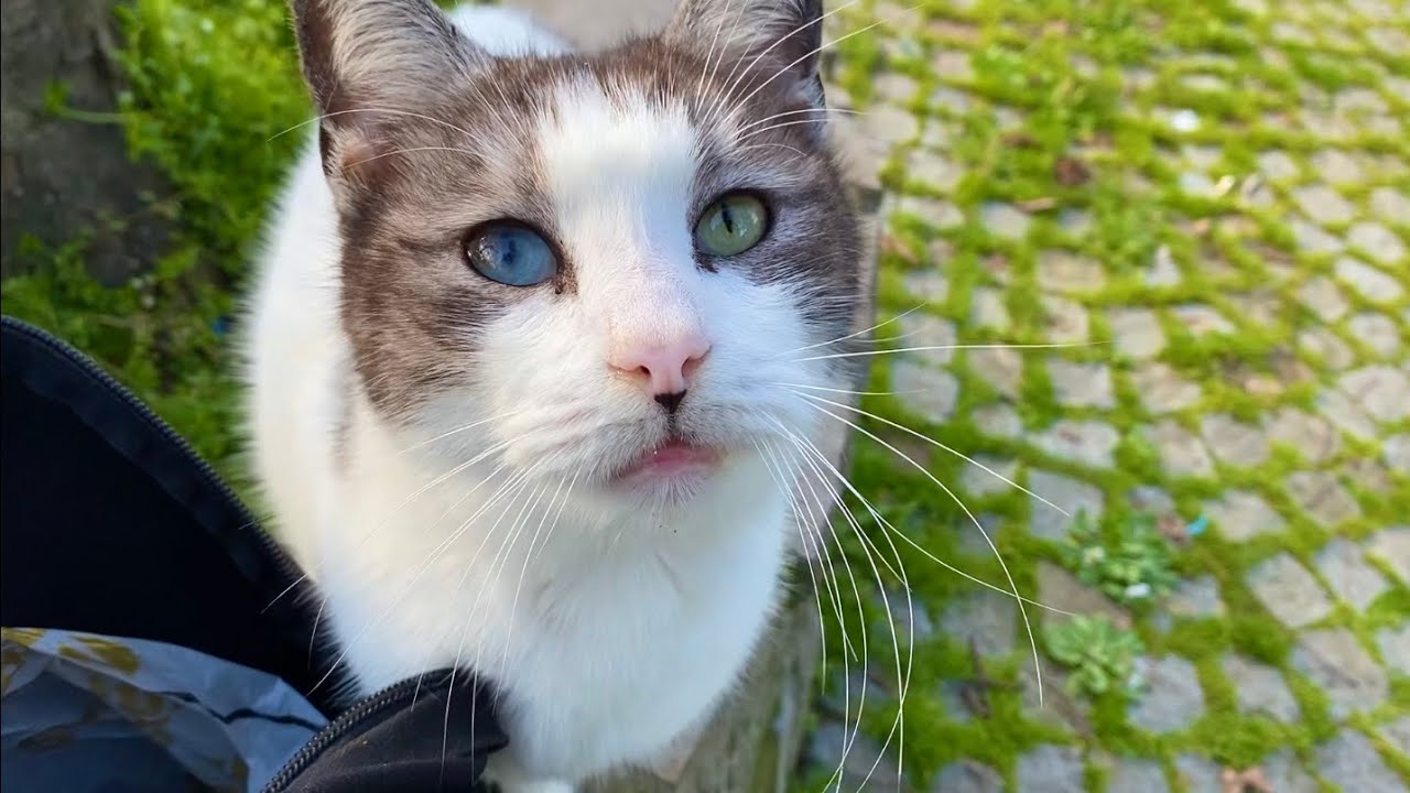 Incredibly beautiful cats living on the streets.