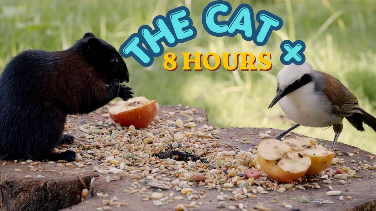 Calming TV for Cats 8 HOURS | Cat Anxiety Relief | Relaxing Birds & Cat Sounds @Nature-4ktv 156