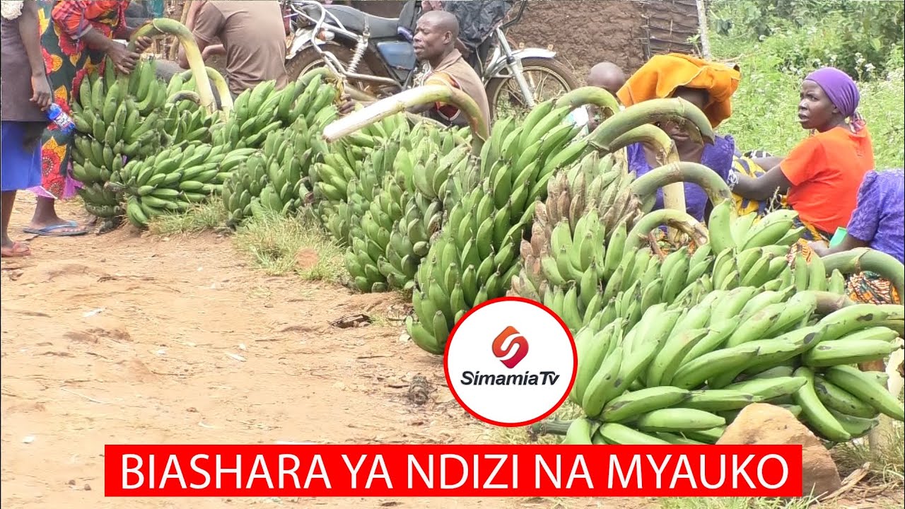BIASHARA YA NDIZI YAZOROTESHWA NA UGONJWA WA MNYAUKO