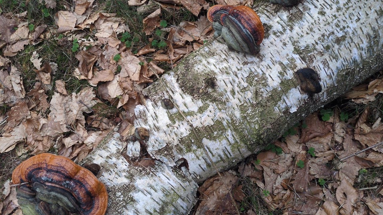 Allein im Wald unterwegs- Ruhe finden in der Natur