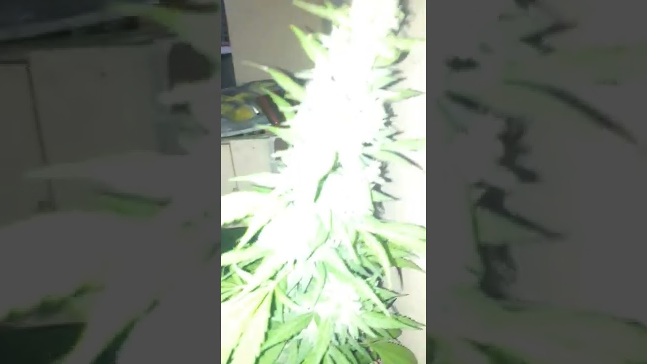 Haze Berry Strain