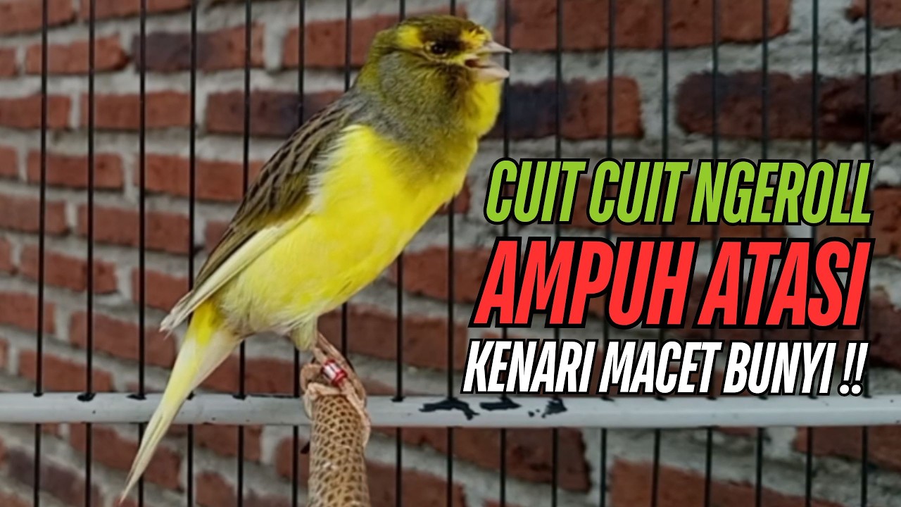 SUARA Kenari GACOR PANJANG Pancingan & masteran Kenari Paud AGAR gacor AMPUH Kenari MACET bunyii