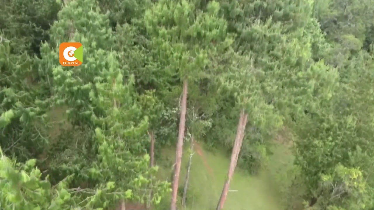 Taskforce unearths major fraud in Kenya Forest Service