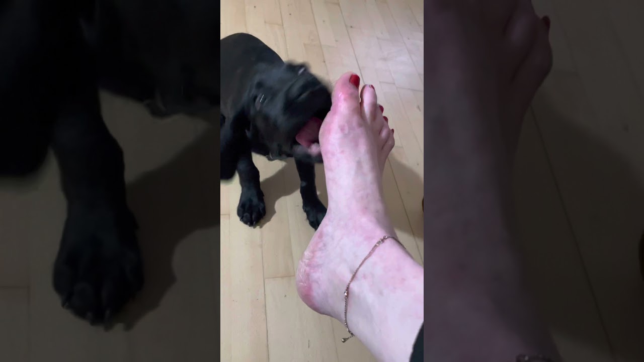 Dog licking feet 3