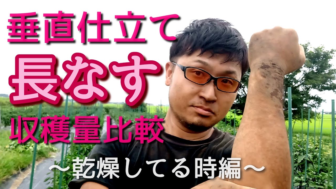 【ナス栽培】仕立て方で収穫量は変わるか？