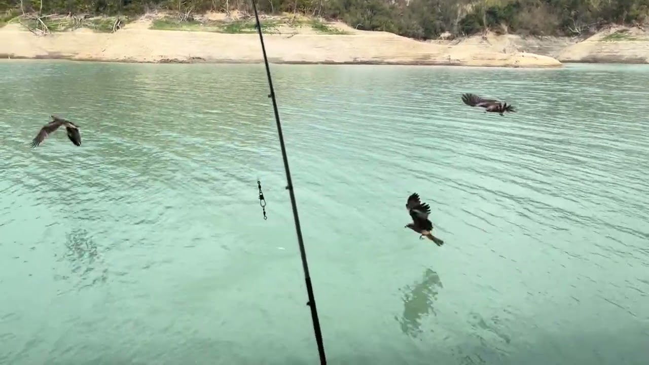 ￼￼20260214曾文水庫釣魚賞鷹