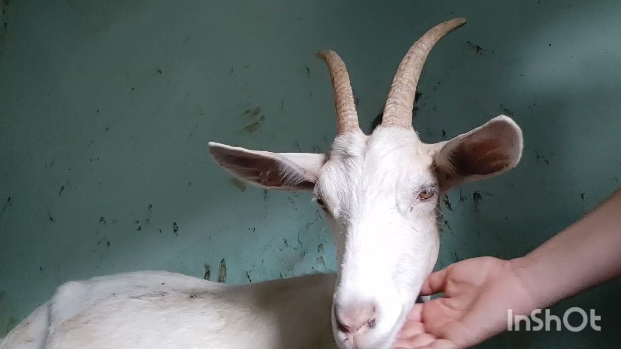 Tirando leite na cabra nova!