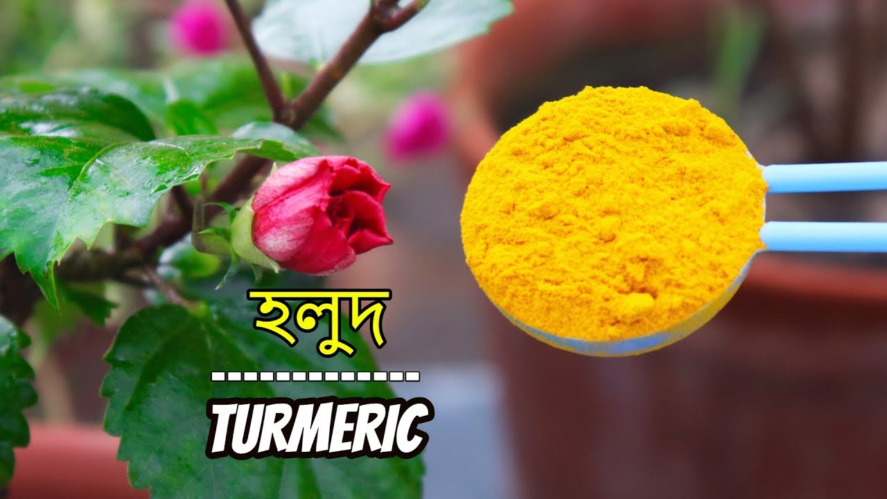 কীটনাশক ও ছত্রাকনাশক হিসাবে গাছে হলুদের ব্যবহার || Best uses of Turmaric Powder (Haldi) for plants