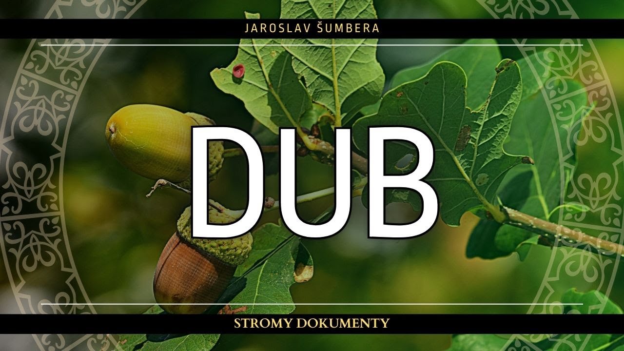 DUB - Král lesa, strom druidů a bohů hromu | Biologie, léčitelství, mytologie