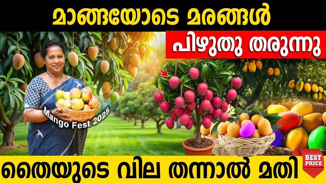 മാങ്ങയോടെ മരങ്ങൾ പിഴുതു തരുന്നു തൈയുടെ വില തന്നാൽ മതി | വില കേട്ടവർ വീണ്ടും വീണ്ടും വാങ്ങുന്നു