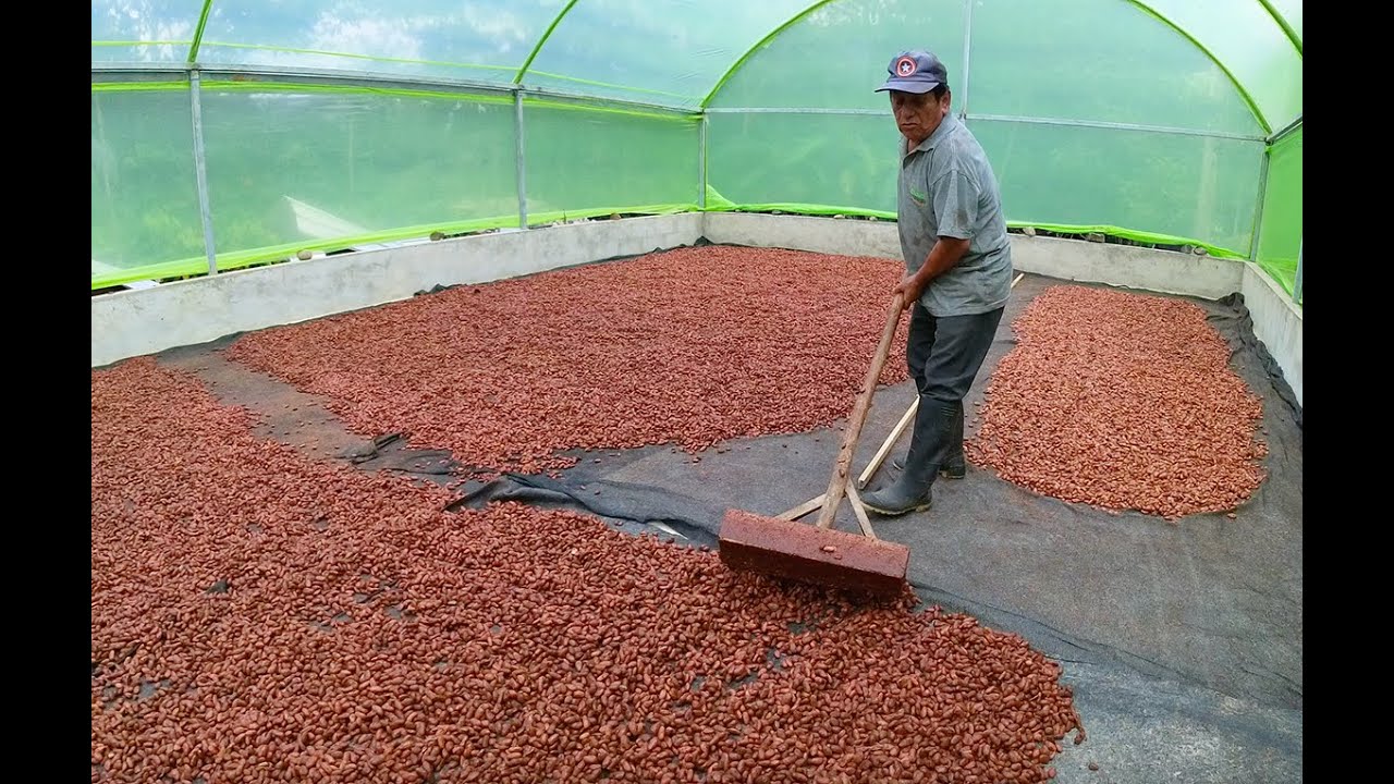 Así se seca el cacao en Zamora Chinchipe