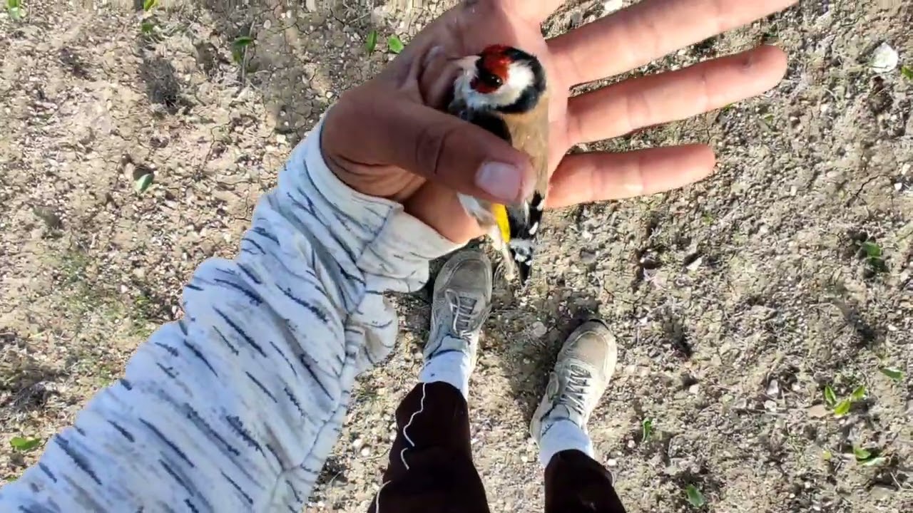 صيد طائر الحسون المهاجر اسباني  بكميات كبيرة في شمال المغرب😱😱😱😱😱😱😱😱💯💯💯💯💯💯🦜🦜