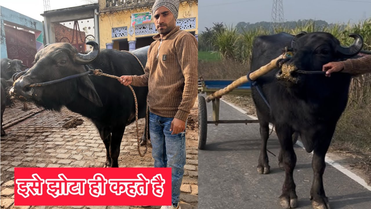 इस झोटे की भाग का 40का मीटर है और झोटा गोर में नही नो 9389571343