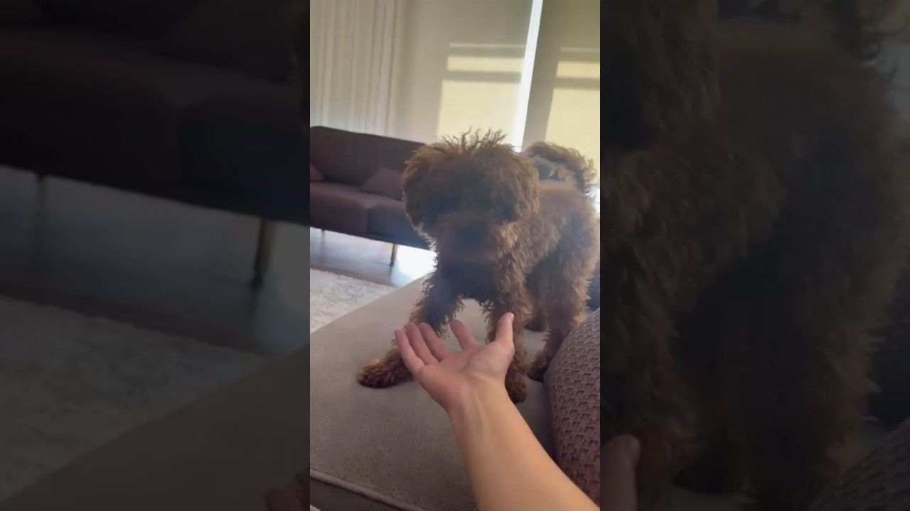 🐶#Toy poodle#Taro#cute ##animalkingdom #dog#🐶 Cute Dog Playing Game | Funny Dog Moments