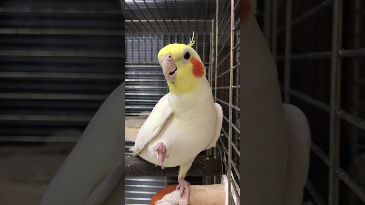 どうやらお歌に納得できないようです