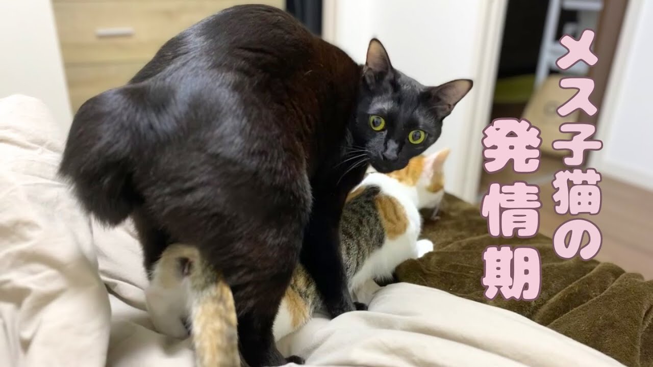 メス猫もぐの発情期の鳴き声がすごい【音量注意】