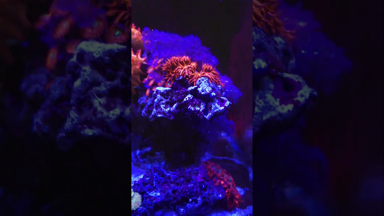 Tiny But Mighty: Nano Reef 🤗