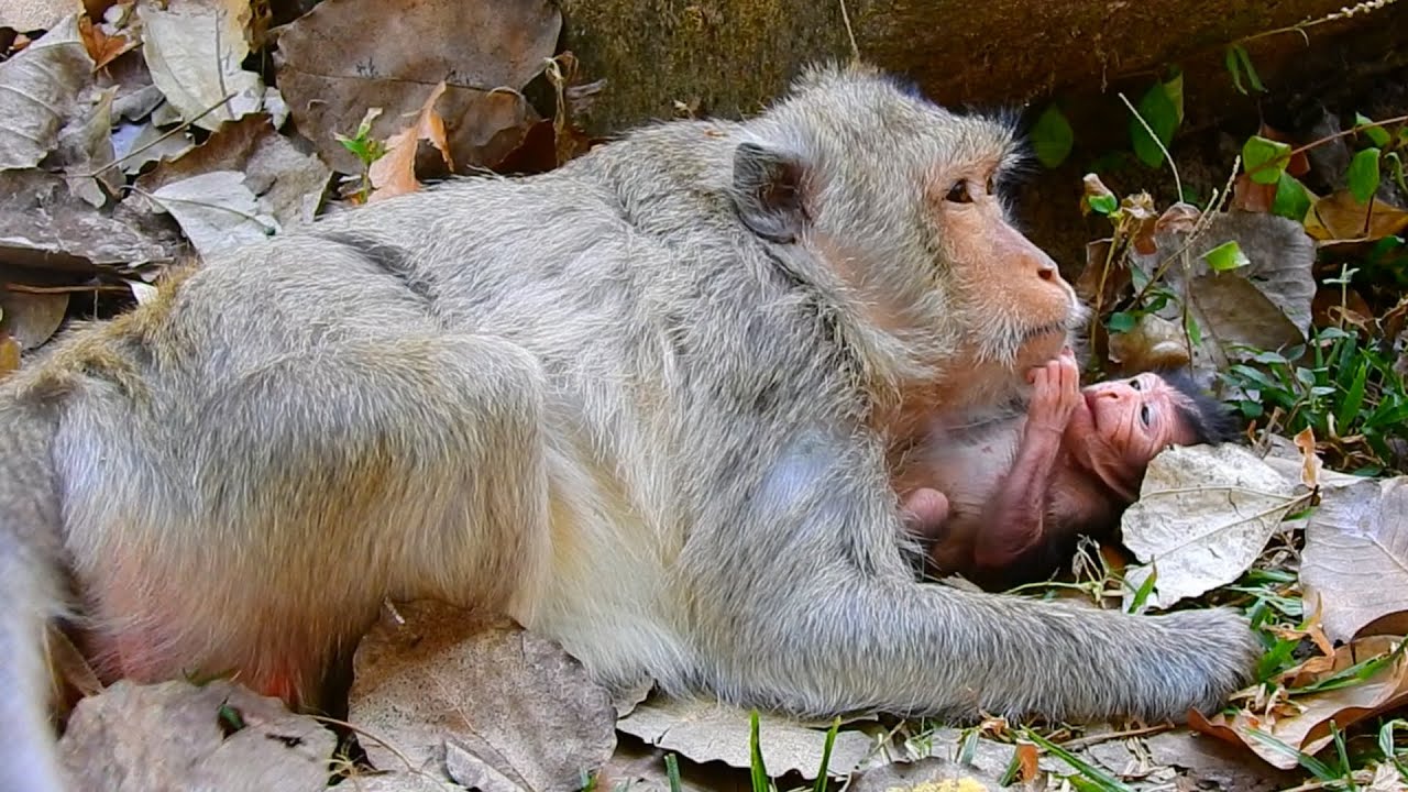 Really Sweet Moment: All Day Old Mother Always Attention To Her Adore Baby Monkey & Loves Very Much
