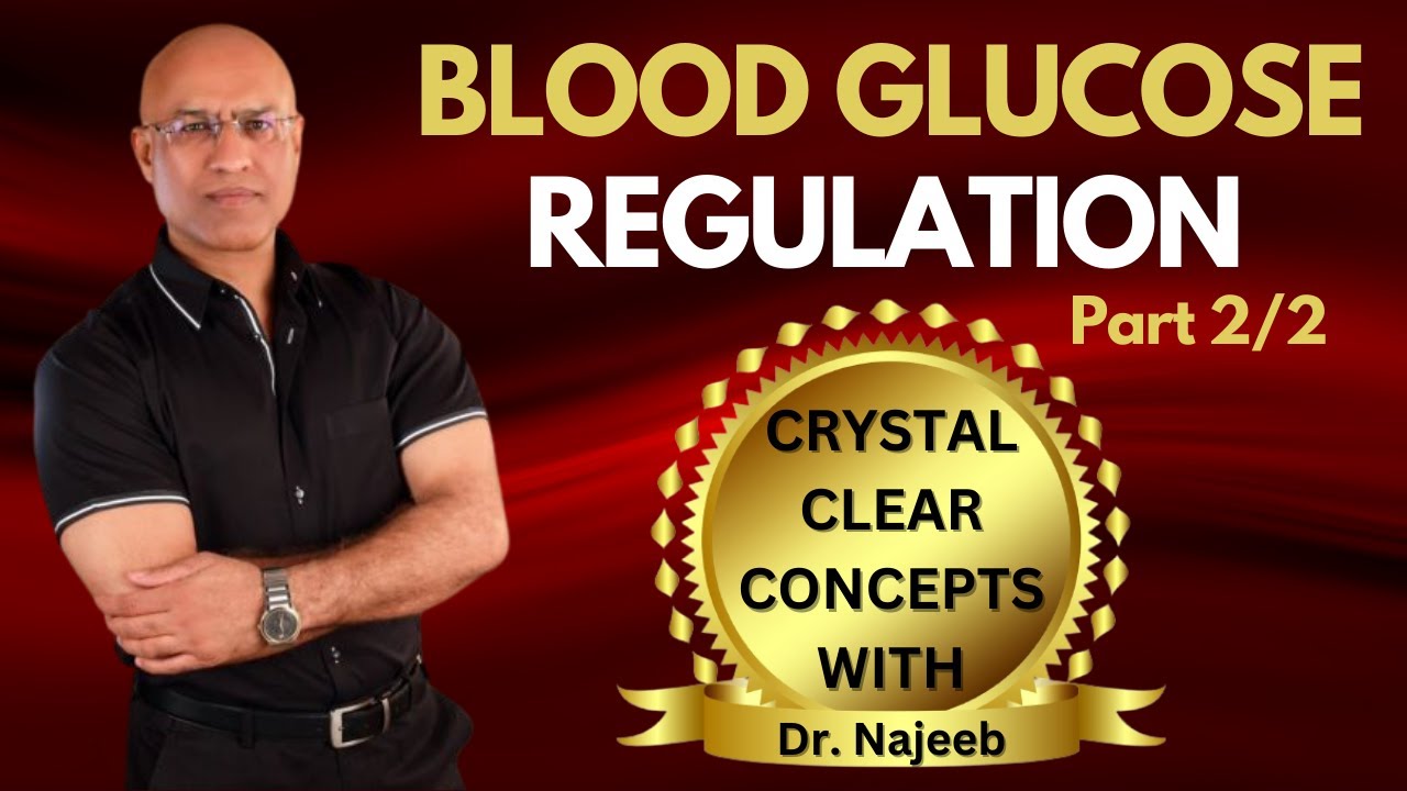 Fed State | Insulin & Role of Liver | Blood Glucose Regulation Part 2/2🧑🏻‍⚕️