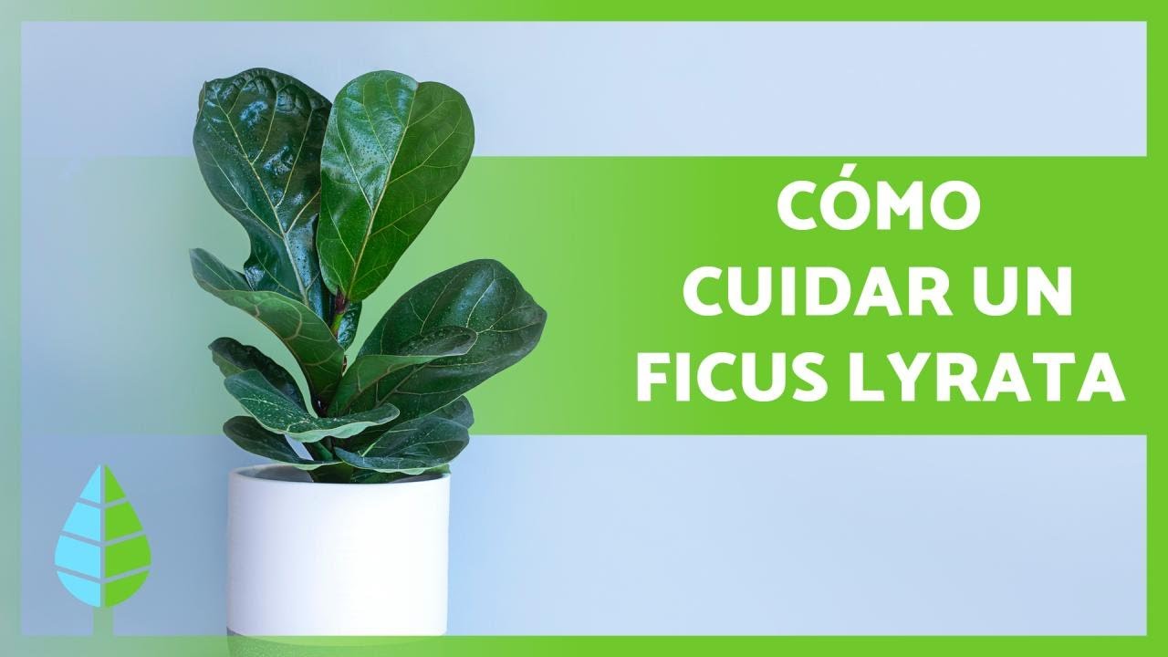 CUIDADOS del FICUS LYRATA 🌿 &iexcl;Riego, Sustrato, Poda y m&aacute;s!