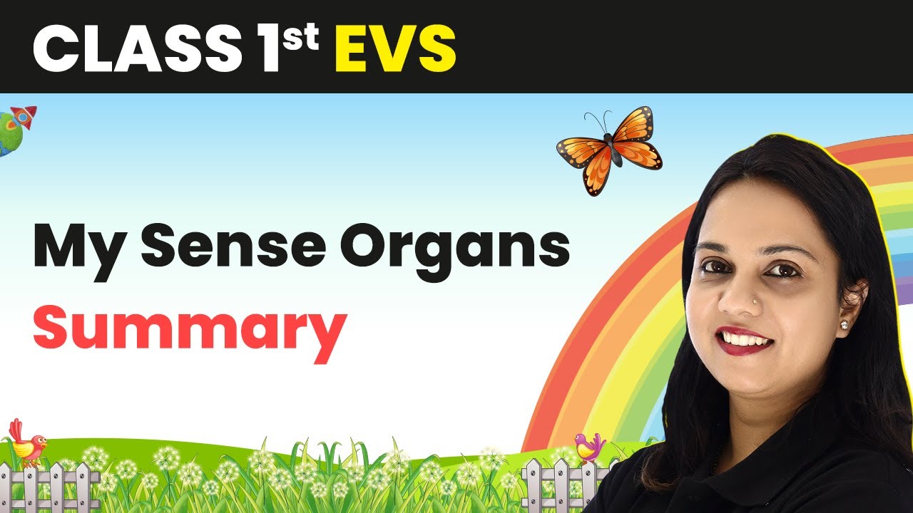 My Sense Organs - Summary | Class 1 EVS