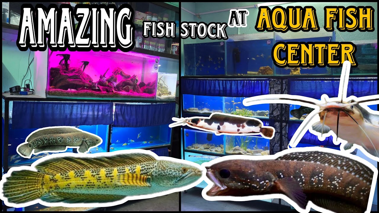 Fish Breeder of Nepal Aqua Fish Centre- Amazing Dashain offer in the Fish #aquariumnepal #aquarium